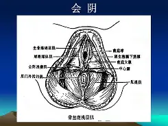 生殖器被咬伤！巴萨旧将卡莱斯为狗劝架惨遭袭击住院治疗(巴西44岁ceo跳伞发生空中撞击坠亡)